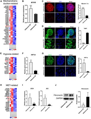 Mechanotransduction Regulates Reprogramming Enhancement in Adherent 3D Keratocyte Cultures